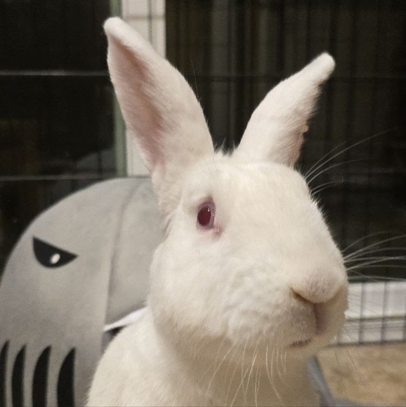 Meet your Posher, Pat - Picture 10 of 17